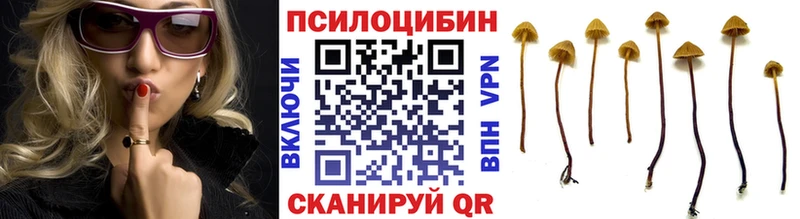 цены   Малгобек  Галлюциногенные грибы Psilocybe 
